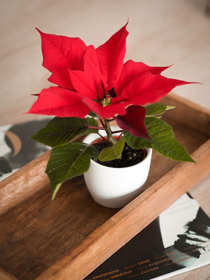 Christmas Poinsettia Plant